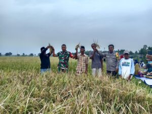 Wiwitan Padi Sebagai Ungkapan Rasa Syukur Atas Panen Padi Yang Melimpah