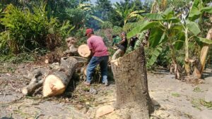Aksi Cepat Kaltana Sumbersari Lurah Sukadi Pimpin Penebangan Pohon Rawan Bencana